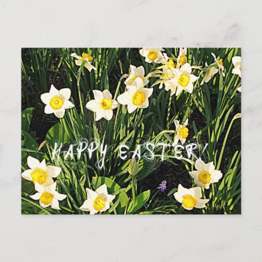 ハッピーイースター シーズンポストカード (正面)