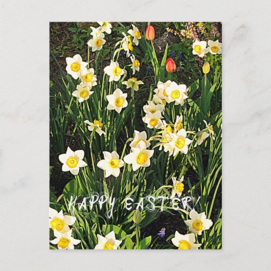 ハッピーイースター シーズンポストカード (正面)
