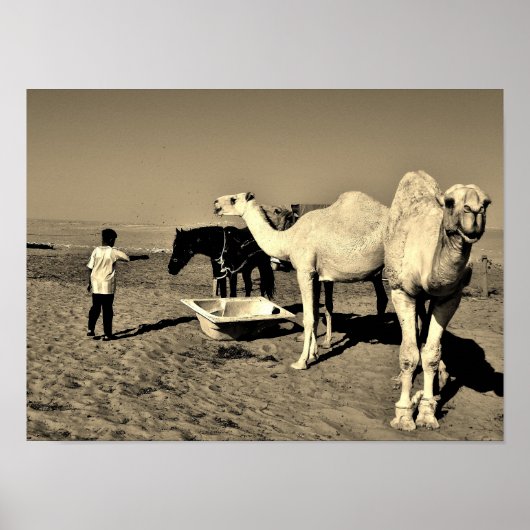 ハッピーカメル ポスター (正面)