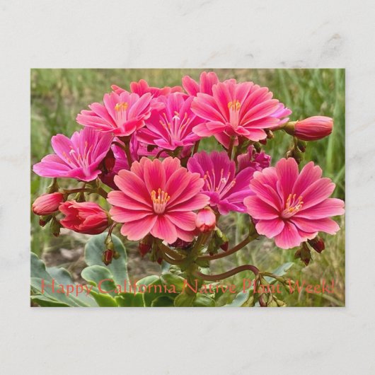 ハッピーカリフォルニア先住民植物週間！ポストカード ポストカード (正面)