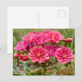 ハッピーカリフォルニア先住民週間！ ポストカード (正面/裏面)