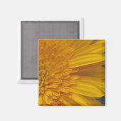 ハッピーガーベラスクエアマグネット マグネット (正面/裏面)