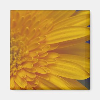 ハッピーガーベラスクエアマグネット マグネット