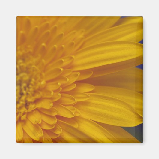 ハッピーガーベラスクエアマグネット マグネット (正面)