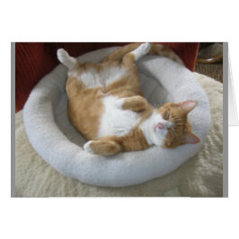 ハッピーキャット