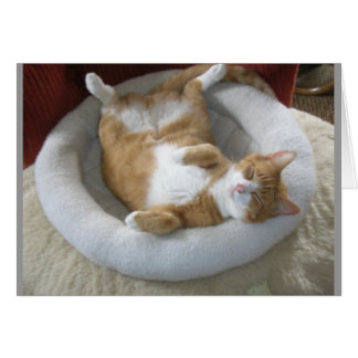 ハッピーキャット