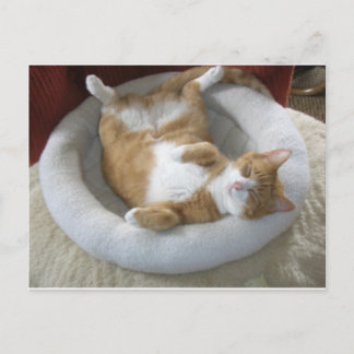 ハッピーキャット ポストカード