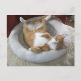 ハッピーキャット ポストカード