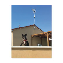 ハッピーキュートフランスのブルドッグ葉書