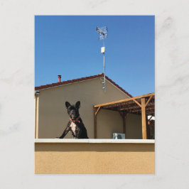 ハッピーキュートフランスのブルドッグ葉書 ポストカード