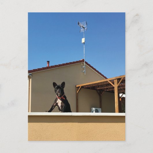 ハッピーキュートフランスのブルドッグ葉書 ポストカード (正面)