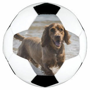ハッピーコッカースパニエル犬ビーチおもしろいデー サッカーボール