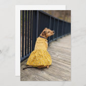 ハッピーゴッチャデイファンシードレスフォトドッグカード サンキューカード (正面/裏面)