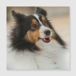 ハッピーシェルティ