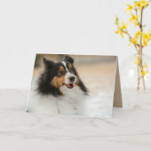 ハッピーシェルティ カード (黄色い花)