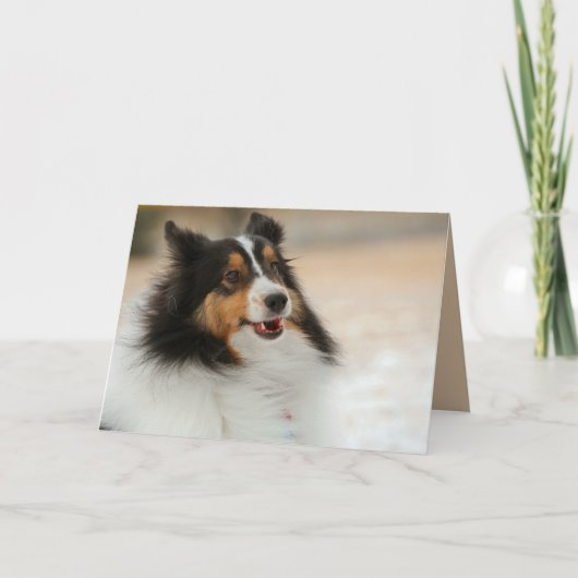 ハッピーシェルティ カード (正面)