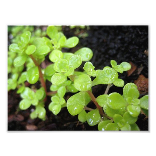 ハッピーストネクロップ フォトプリント            (正面)