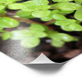 ハッピーストネクロップ フォトプリント            (角)