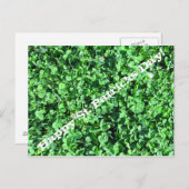 ハッピーセントパトリックスの日！ ポストカード (正面/裏面)