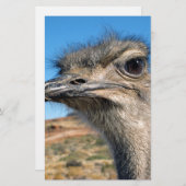 ハッピーダリッチ 便箋 (正面/裏面)