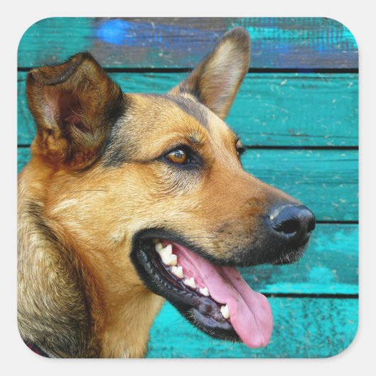 ハッピードイツの羊飼い犬 スクエアシール (正面)