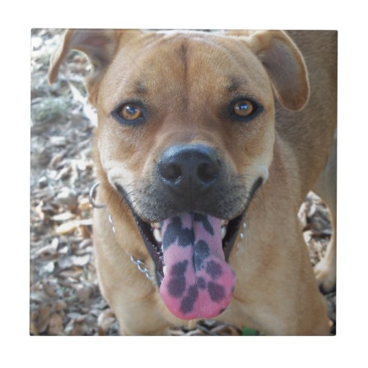 ハッピードッグは舌を見つけた タイル (正面)