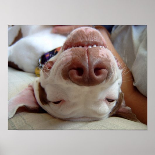 ハッピードッグプリント ポスター (正面)