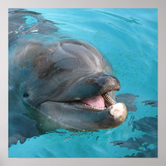 ハッピードルフィン ポスター (正面)