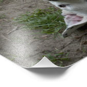 ハッピードーゴアルゼンチーノガール フォトプリント            (角)