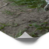 ハッピードーゴアルゼンチーノガール ポスター (角)