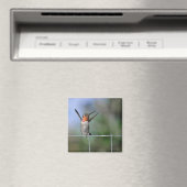 ハッピーハミングバードマグネット マグネット (インサイチュ (食洗機))