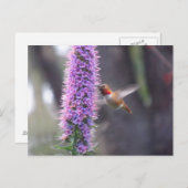 ハッピーハミングバード ポストカード (正面/裏面)