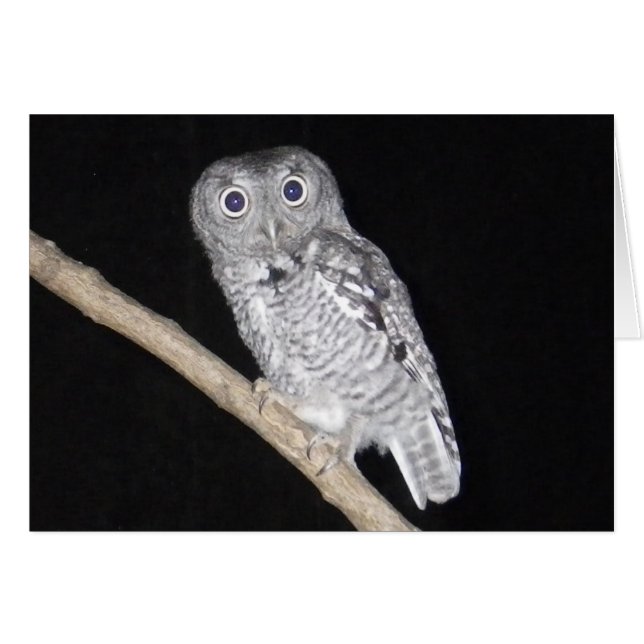 ハッピーハローウィンフクロウカード (正面横)