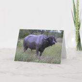 ハッピーバースデーのアフリカスイギュウの泥ぶろ カード (裏面)