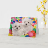 ハッピーバースデーのBichon Friseの白い小犬 カード (黄色い花)