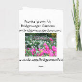 ハッピーバースデーカードピンクの牡丹/牡丹の花 カード (裏面)