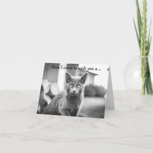 ハッピーバースデーカード： Gray Cat カード