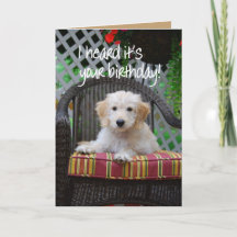 ハッピーバースデーゴールデンドードルパピー