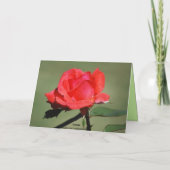 ハッピーバースデースカーレットバラカード カード (裏面)