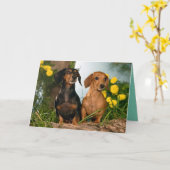 ハッピーバースデーダックスシュント子犬カード カード (黄色い花)