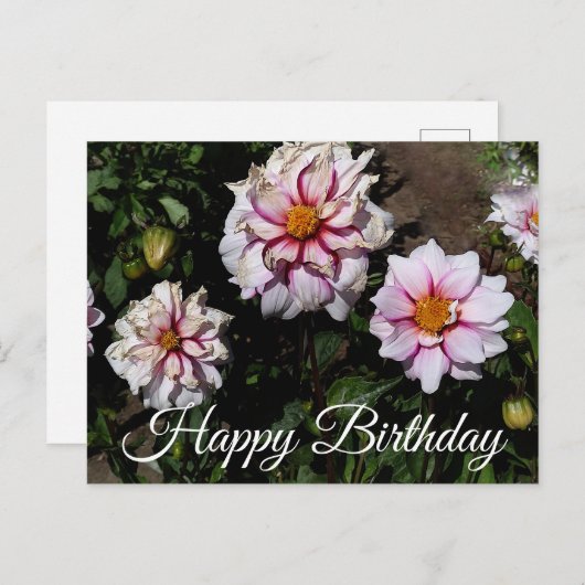 ハッピーバースデーダリアエッジオブジョイ#1ポストカード ポストカード (正面/裏面)