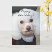ハッピーバースデーホワイトプードルグリーティングカード カード (黄色い花)