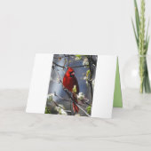 ハッピーバースデー叔母メス(鳥)ショウジョウコウカンチョウ カード (裏面)