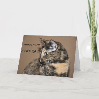 ハッピーバースデー子猫カード カード