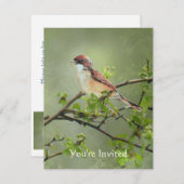 ハッピーバースデー水彩ホワイトスロートバードテーマ 招待状 (正面/裏面)