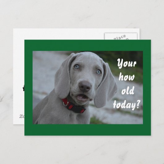 ハッピーバースデー犬のユーモア ポストカード (正面/裏面)