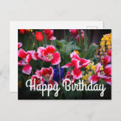 ハッピーバースデー赤と白チューリップ葉書 ポストカード (正面/裏面)