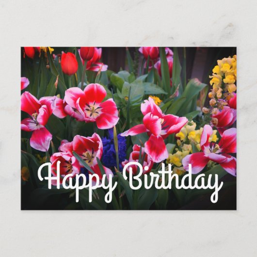 ハッピーバースデー赤と白チューリップ葉書 ポストカード (正面)