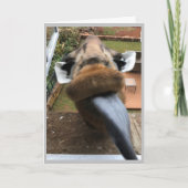 ハッピーバースデー野生生物キス シーズンカード (正面)