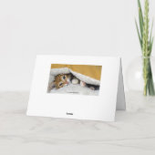 ハッピーバースデー、オレンジ虎猫キッテンインベッド カード (裏面)